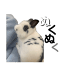 Noir et Blanc  2-year-old rabbit（個別スタンプ：19）