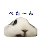 Noir et Blanc  2-year-old rabbit（個別スタンプ：20）