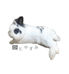 Noir et Blanc  2-year-old rabbit（個別スタンプ：21）