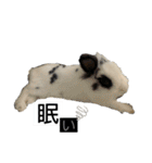 Noir et Blanc  2-year-old rabbit（個別スタンプ：22）