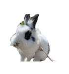 Noir et Blanc  2-year-old rabbit（個別スタンプ：23）