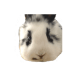 Noir et Blanc  2-year-old rabbit（個別スタンプ：24）