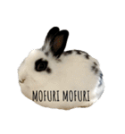 Noir et Blanc  2-year-old rabbit（個別スタンプ：26）