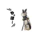 Noir et Blanc  2-year-old rabbit（個別スタンプ：33）