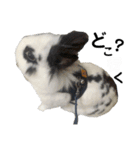 Noir et Blanc  2-year-old rabbit（個別スタンプ：34）