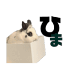 Noir et Blanc  2-year-old rabbit（個別スタンプ：35）