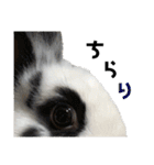 Noir et Blanc  2-year-old rabbit（個別スタンプ：36）