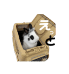 Noir et Blanc  2-year-old rabbit（個別スタンプ：37）