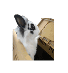Noir et Blanc  2-year-old rabbit（個別スタンプ：38）