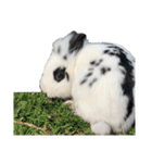 Noir et Blanc  2-year-old rabbit（個別スタンプ：39）