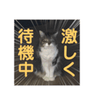 猫のヤマダ氏(日常編)（個別スタンプ：14）