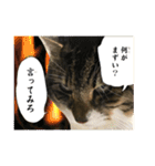 猫のヤマダ氏(日常編)（個別スタンプ：15）