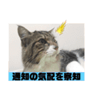 猫のヤマダ氏(日常編)（個別スタンプ：20）