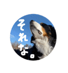 バーニーズマウンテンドック。うちのメル吉（個別スタンプ：3）