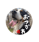 バーニーズマウンテンドック。うちのメル吉（個別スタンプ：10）