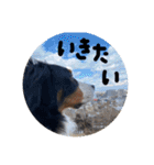 バーニーズマウンテンドック。うちのメル吉（個別スタンプ：13）