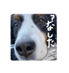 バーニーズマウンテンドック。うちのメル吉（個別スタンプ：14）