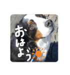 バーニーズマウンテンドック。うちのメル吉（個別スタンプ：18）
