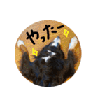 バーニーズマウンテンドック。うちのメル吉（個別スタンプ：22）