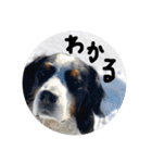バーニーズマウンテンドック。うちのメル吉（個別スタンプ：25）