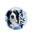 バーニーズマウンテンドック。うちのメル吉（個別スタンプ：26）