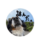 バーニーズマウンテンドック。うちのメル吉（個別スタンプ：27）