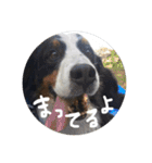 バーニーズマウンテンドック。うちのメル吉（個別スタンプ：33）