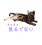 ちくわ生活①（個別スタンプ：8）