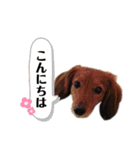 ミニチュアダックスフンドのしゅんくん（個別スタンプ：2）