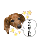 ミニチュアダックスフンドのしゅんくん（個別スタンプ：3）