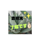 アガベ挨拶スタンプ（個別スタンプ：1）
