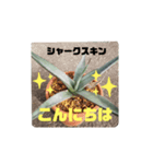 アガベ挨拶スタンプ（個別スタンプ：5）