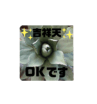 アガベ挨拶スタンプ（個別スタンプ：6）