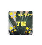 アガベ挨拶スタンプ（個別スタンプ：7）