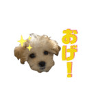 SOY スタンプ（個別スタンプ：3）