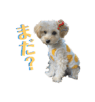 SOY スタンプ（個別スタンプ：13）