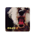 inoファミリー（個別スタンプ：1）