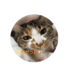 inoファミリー（個別スタンプ：3）