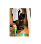 お猫サマ（個別スタンプ：1）