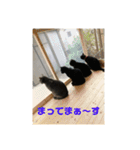 お猫サマ（個別スタンプ：2）