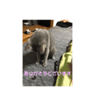 お猫サマ（個別スタンプ：3）