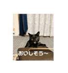 お猫サマ（個別スタンプ：4）