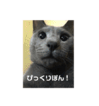 お猫サマ（個別スタンプ：5）