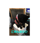 お猫サマ（個別スタンプ：6）