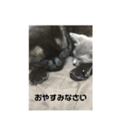 お猫サマ（個別スタンプ：7）