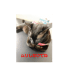 お猫サマ（個別スタンプ：8）