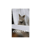 お猫サマ（個別スタンプ：11）