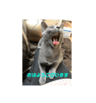 お猫サマ（個別スタンプ：13）