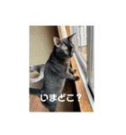お猫サマ（個別スタンプ：15）