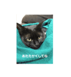お猫サマ（個別スタンプ：16）